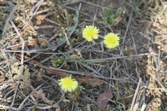 Launaea nudicaulis